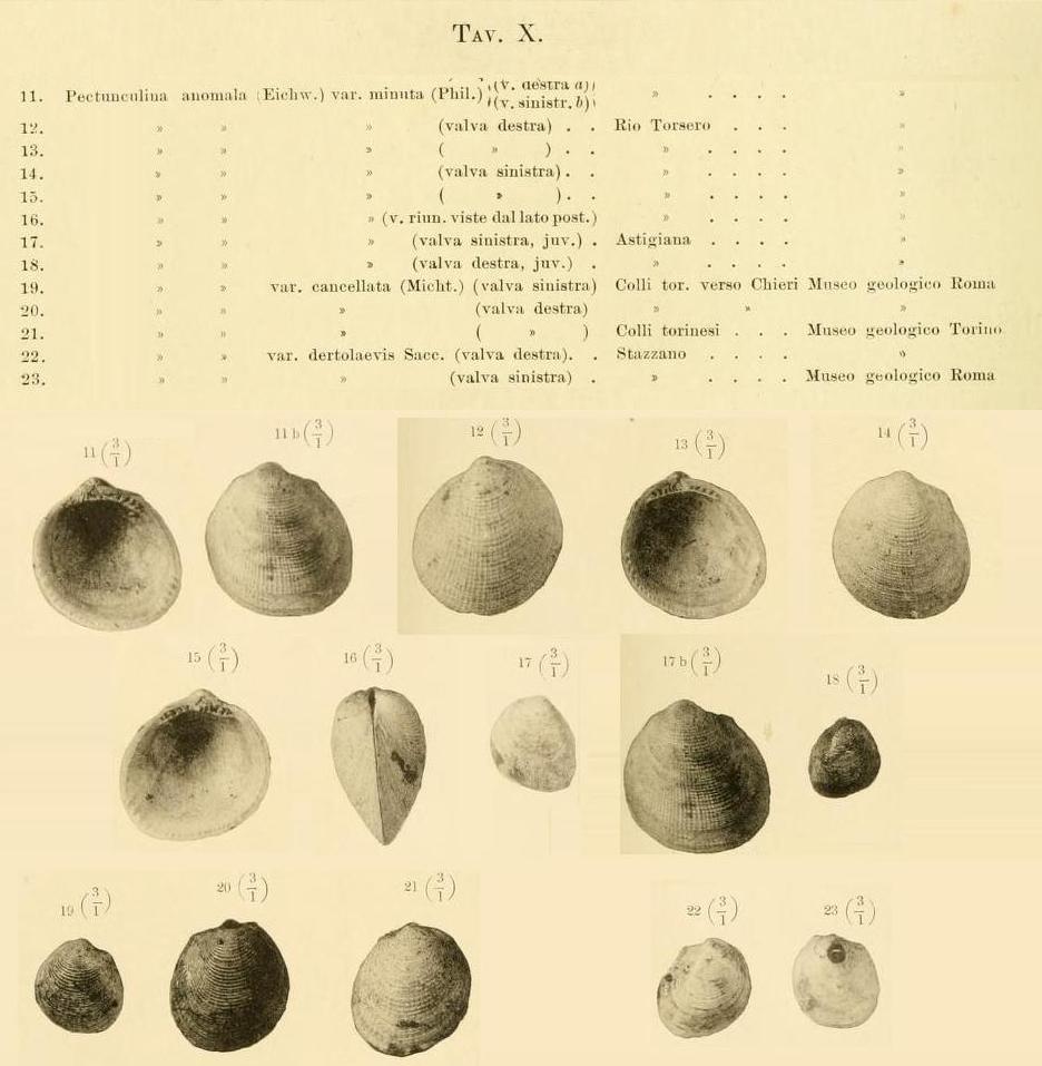 Limopsis anomala (Eichwald, 1830)  Pliocene - Pietrafitta